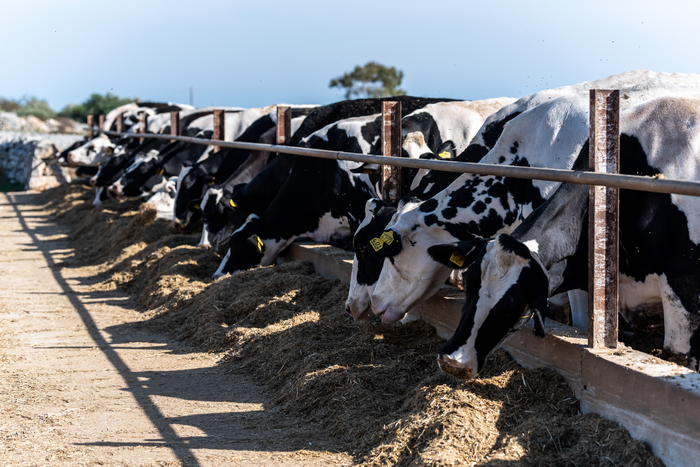 Lactalis al fianco degli allevatori siciliani: innovazione e sostenibilità per un futuro competitivo